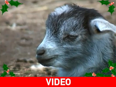 Κατσικούλες μάς εύχονται «Καλά Χριστούγεννα»